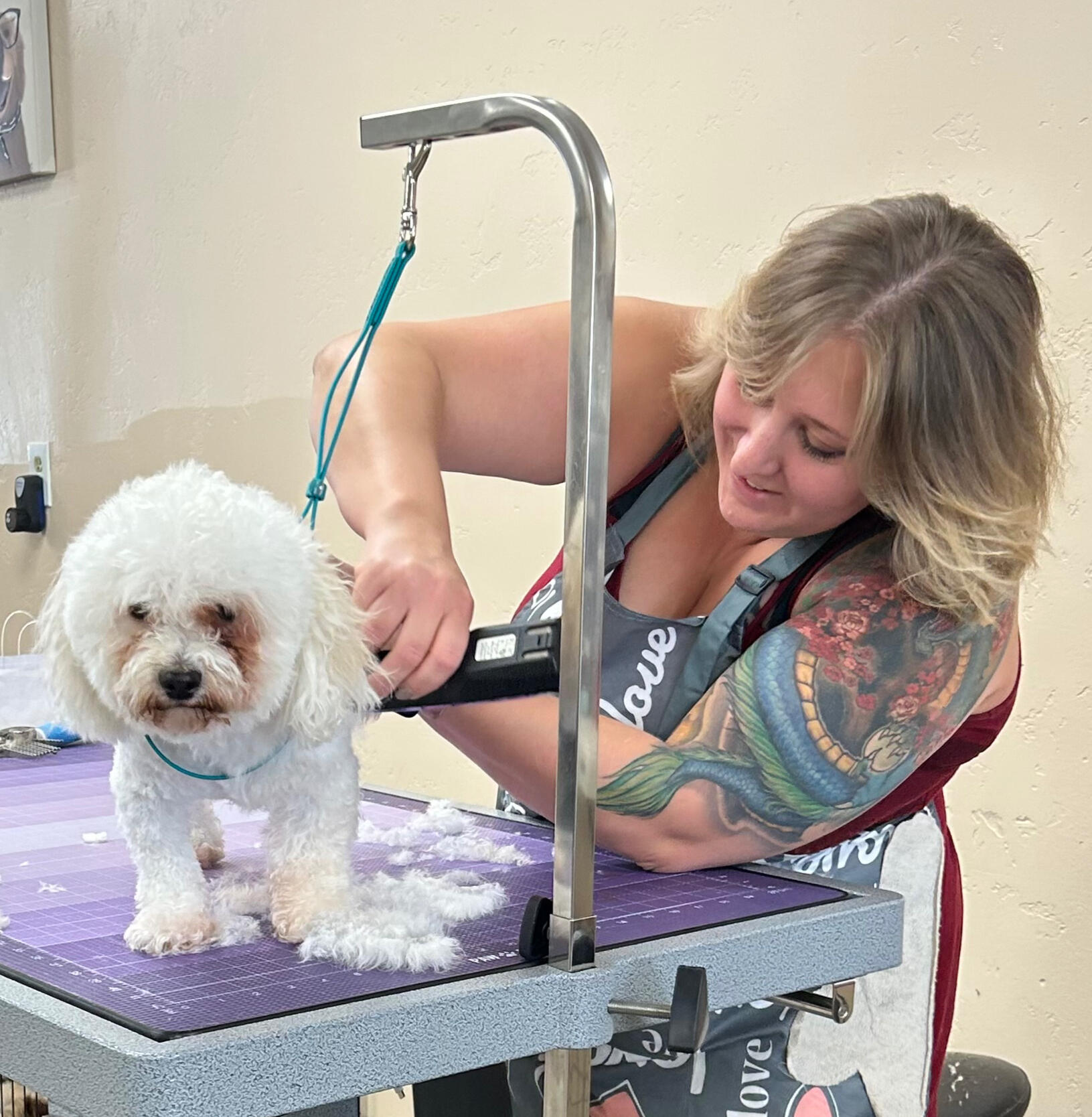 Grooming a small white dog Grooming a small white dog